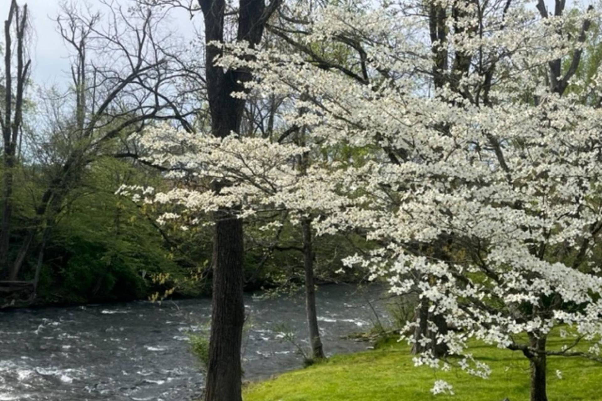 Mill Stream Cottage Pigeon Forge Esterno foto