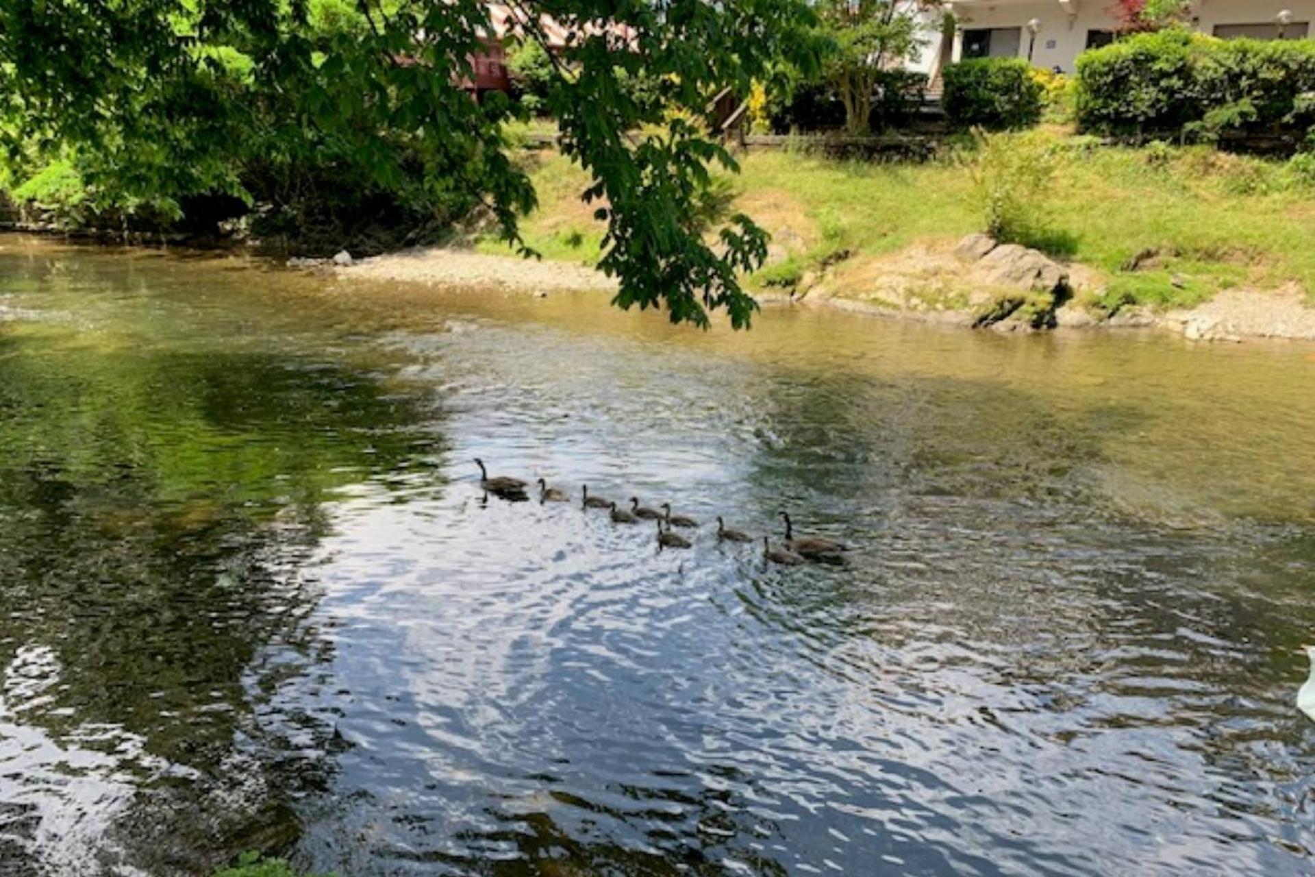 Mill Stream Cottage Pigeon Forge Esterno foto
